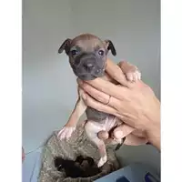 Foto dell\'animale COMUNE GIFFONI VALLE PIANA - 380260170246179