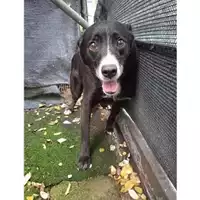 Foto dell\'animale Comune di Salerno - 380260170246397