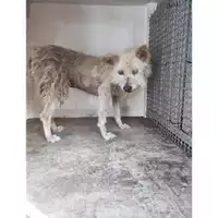 Foto dell\'animale Comune di Salerno - 380260006037294