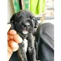 Foto dell\'animale Comune di Eboli - 380260170232659