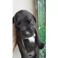 Foto dell\'animale Comune di Eboli - 380260170249253