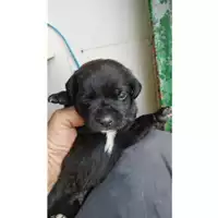 Foto dell\'animale Comune di Eboli - 380260170232654