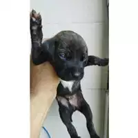 Foto dell\'animale Comune di Eboli - 380260170249658