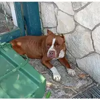 Foto dell\'animale Comune di Salerno - 380260004818948