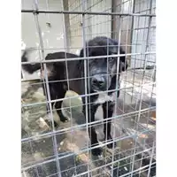 Foto dell\'animale COMUNE DI PELLEZZANO - 380260006030905