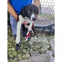 Foto dell\'animale SAN MANGO PIEMONTE - 380260004819055