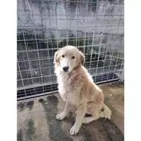 Foto dell\'animale COMUNE DI PELLEZZANO - 380260006037290