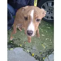 Foto dell\'animale COMUNE GIFFONI VALLE PIANA - 380260170246605