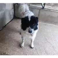 Foto dell\'animale Comune di Salerno - 380260006037297