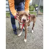 Foto dell\'animale Comune di Salerno - 380260006030092