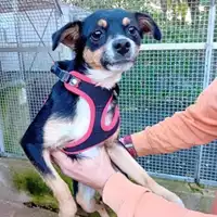 Foto dell\'animale Comune di Salerno - 380260006030050