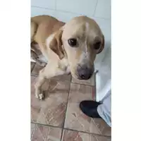 Foto dell\'animale SAN MANGO PIEMONTE - 380260004818944