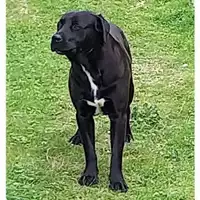 Foto dell\'animale COMUNE GIFFONI VALLE PIANA - 380260006030058