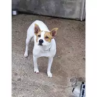 Foto dell\'animale Comune di Salerno - 380260044807409