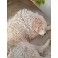 Foto dell\'animale SAN MANGO PIEMONTE - 380260004879933