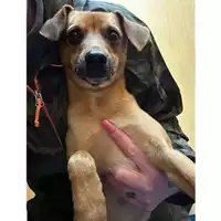 Foto dell\'animale Comune di Salerno - 380260006037510