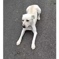 Foto dell\'animale COMUNE GIFFONI VALLE PIANA - 380260006037390