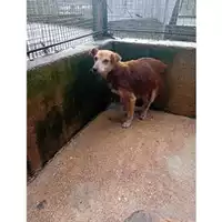 Foto dell\'animale COMUNE GIFFONI VALLE PIANA - 380260170246162