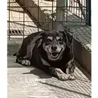 Foto dell\'animale Comune di Eboli - 968000005781032