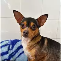 Foto dell\'animale Comune di Salerno - 380260006030548
