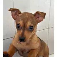 Foto dell\'animale Comune di Salerno - 380260006037710