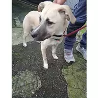 Foto dell\'animale Comune di Salerno - 380260006030094