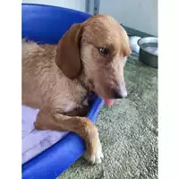 Foto dell\'animale COMUNE GIFFONI VALLE PIANA - 380260170225200