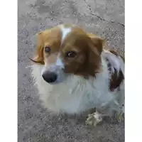 Foto dell\'animale Comune di Eboli - 380260170232028
