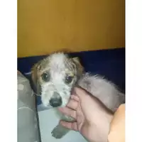 Foto dell\'animale COMUNE GIFFONI VALLE PIANA - 380260170246614