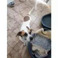 Foto dell\'animale Comune di Salerno - 380260006030534