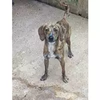 Foto dell\'animale Comune di Salerno - 380260006030891