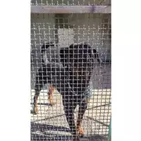Foto dell\'animale Comune di Salerno - 380260006030113