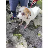 Foto dell\'animale Comune di Eboli - 380260004875221