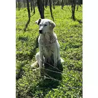 Foto dell\'animale COMUNE DI PELLEZZANO - 380260006037152