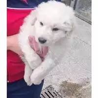Foto dell\'animale COMUNE DI PELLEZZANO - 380260006037144