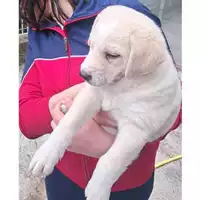Foto dell\'animale COMUNE DI PELLEZZANO - 380260006037128