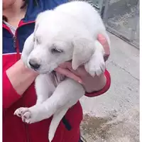 Foto dell\'animale COMUNE DI PELLEZZANO - 380260006037160