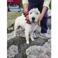 Foto dell\'animale SAN MANGO PIEMONTE - 380260006037651