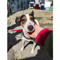 Foto dell\'animale Comune di Salerno - 380260004058165