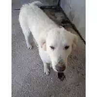 Foto dell\'animale Comune di Salerno - 380260004818912