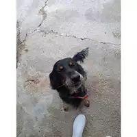 Foto dell\'animale SAN MANGO PIEMONTE - 380260004830347