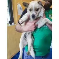Foto dell\'animale Comune di Salerno - 380260006030027