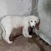 Foto dell\'animale COMUNE GIFFONI VALLE PIANA - 380260006037178