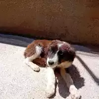 Foto dell\'animale COMUNE GIFFONI VALLE PIANA - 380260006037217