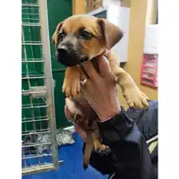 Foto dell\'animale COMUNE GIFFONI VALLE PIANA - 380260006037169
