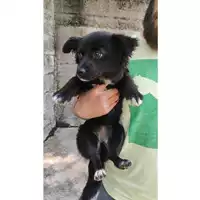 Foto dell\'animale COMUNE GIFFONI VALLE PIANA - 380260006037165