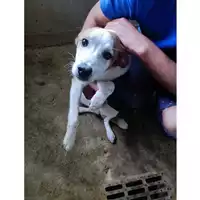 Foto dell\'animale Comune di Salerno - 380260006037563