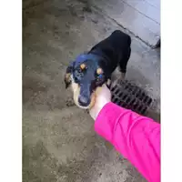 Foto dell\'animale Comune di Salerno - 380260006037154
