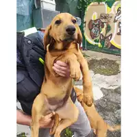 Foto dell\'animale Comune di Salerno - 380260006037153