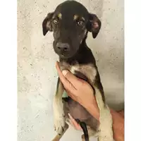 Foto dell\'animale Comune di Eboli - 380260004878485